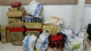 Denarc de Maringá apreende mais de 750 kg de maconha